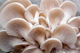 7 Health benefits of mushrooms
